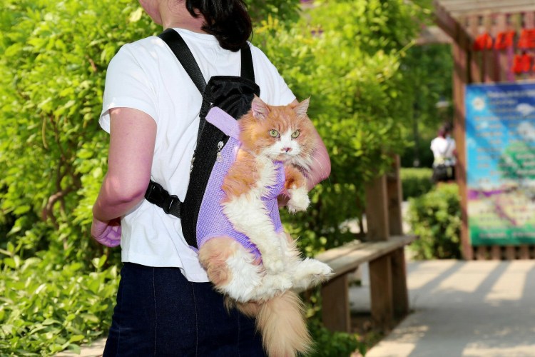 Cat Carrier переноска для кота