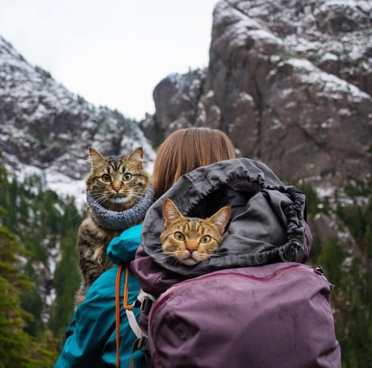 Кот путешественник