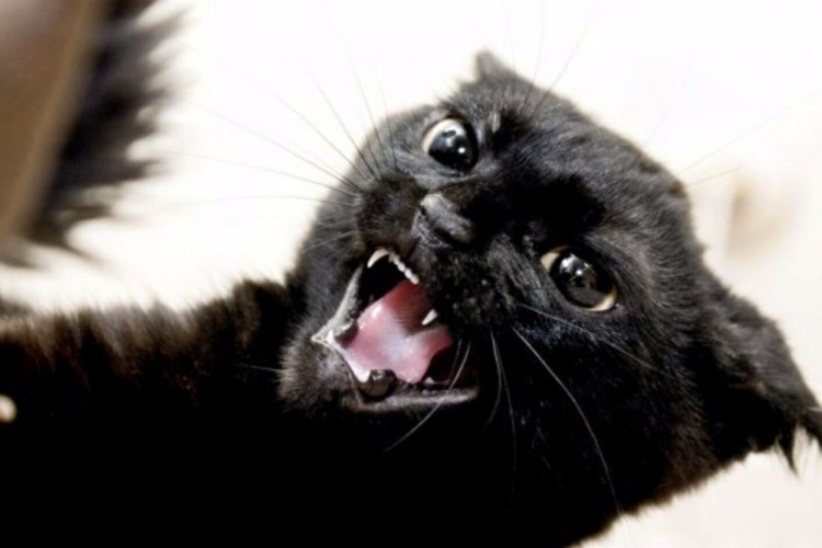 Упоротые коты