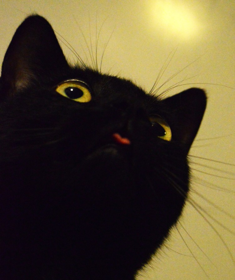 Смешной черный кот