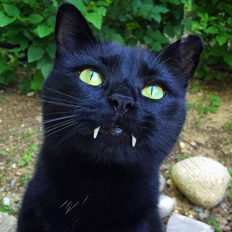Черный кот с высунутым языком Мем