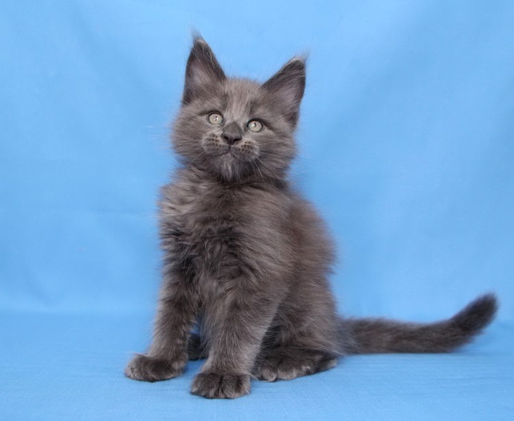 Мейн кун 4 месяца фото