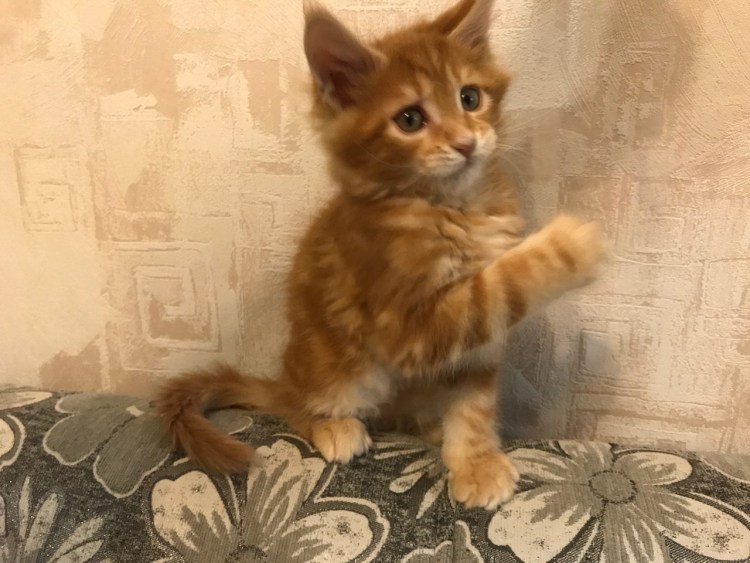 Котята Мейн кун 1.5 мес