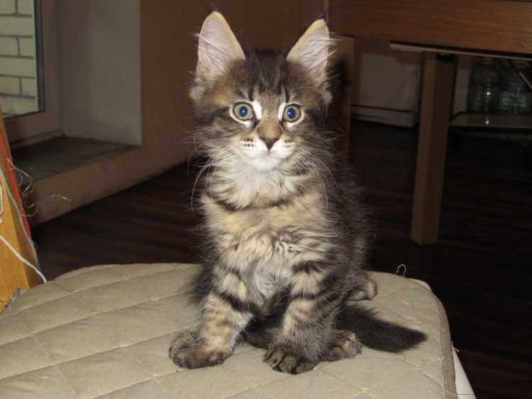 Мейн кун Тиффани