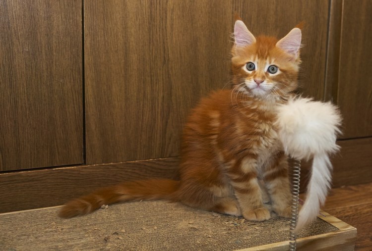 Мейн кун шоколадного цвета