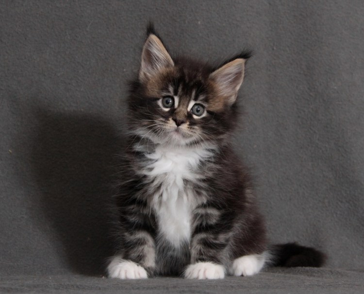 Питомник кошек REDFARM