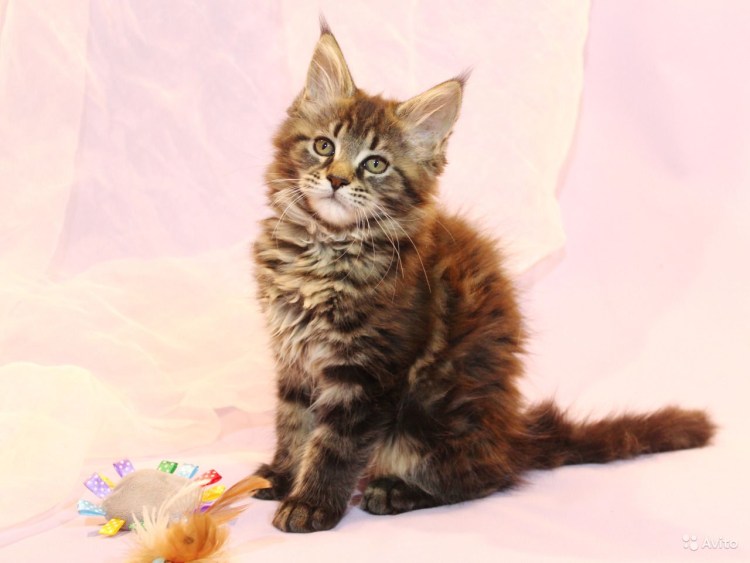 Котята Мейн-кун 1.5 месяца фото