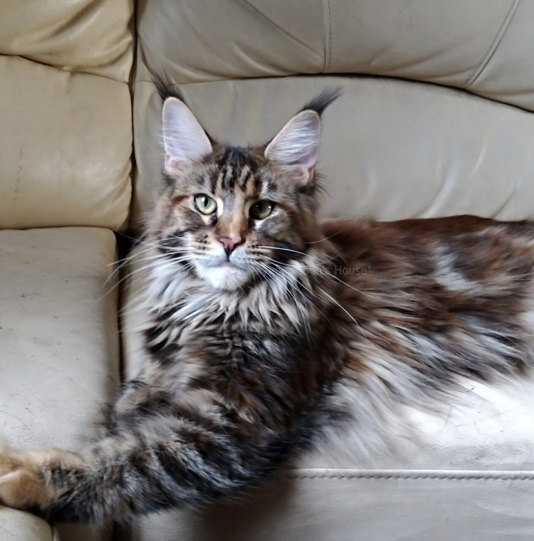 Котята Мейн куна котята2 месяца