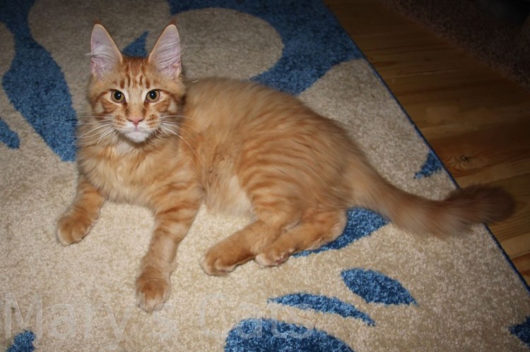 Мейн кун 1.5 месяца