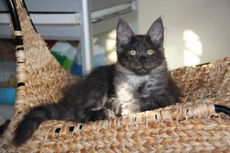 Мейн кун рыжий котенок 4 месяца