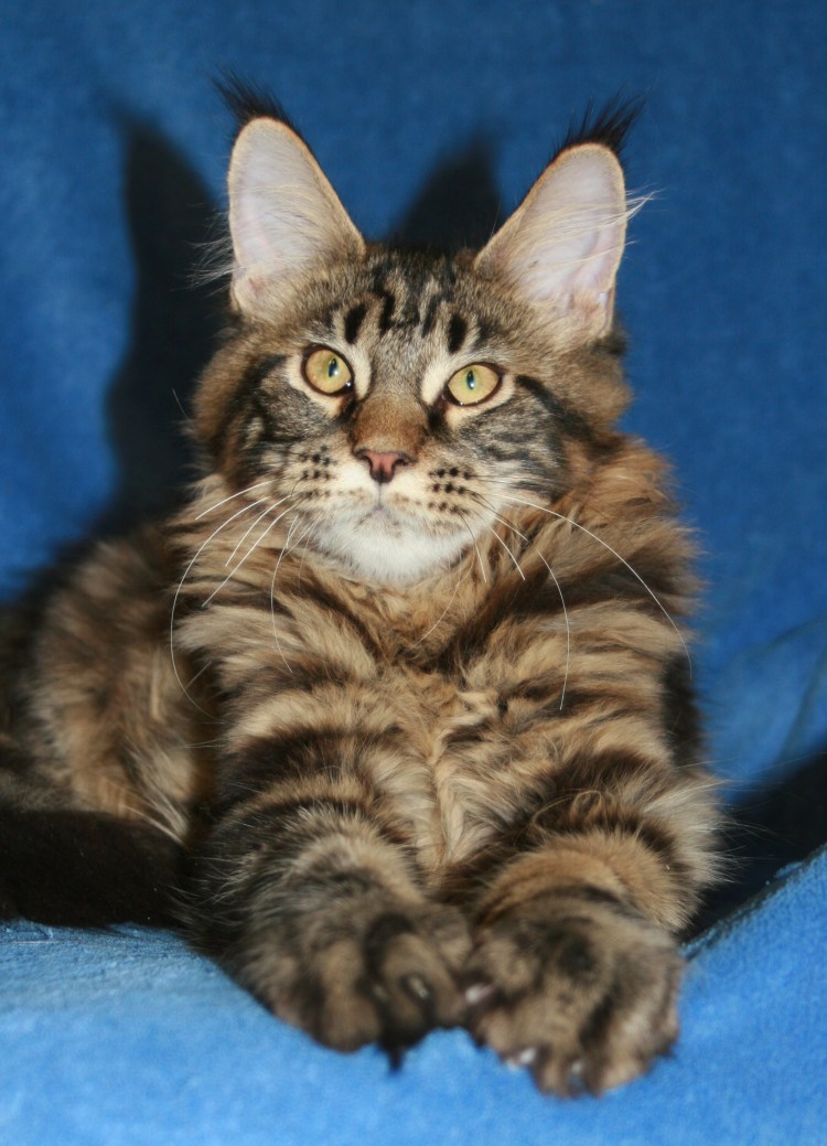 Мейн кун 5.5 месяцев