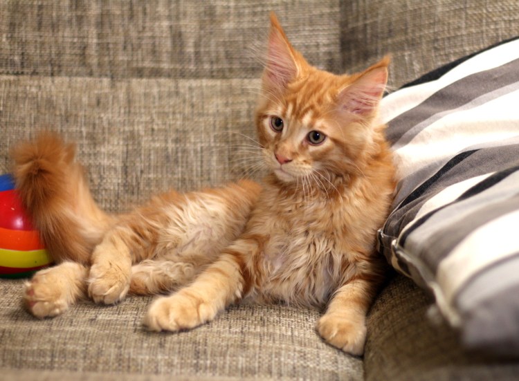 Мейн кун 1.5 года