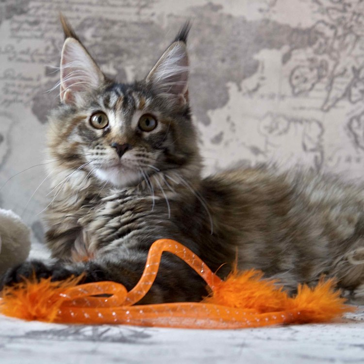 Кот Мейн кун 4 месяца