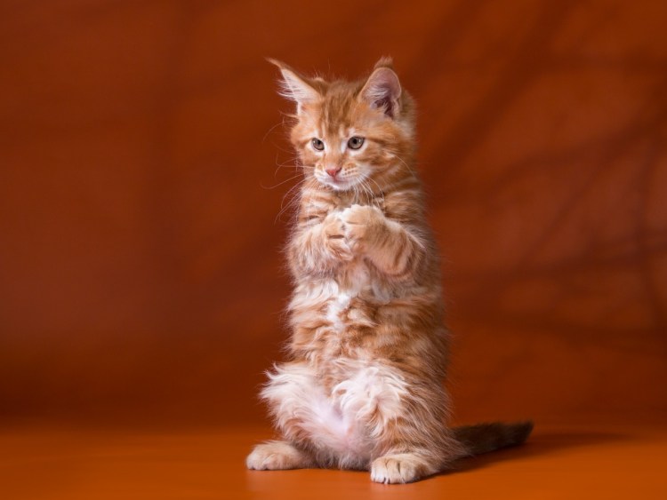 Шотландский Мейн кун