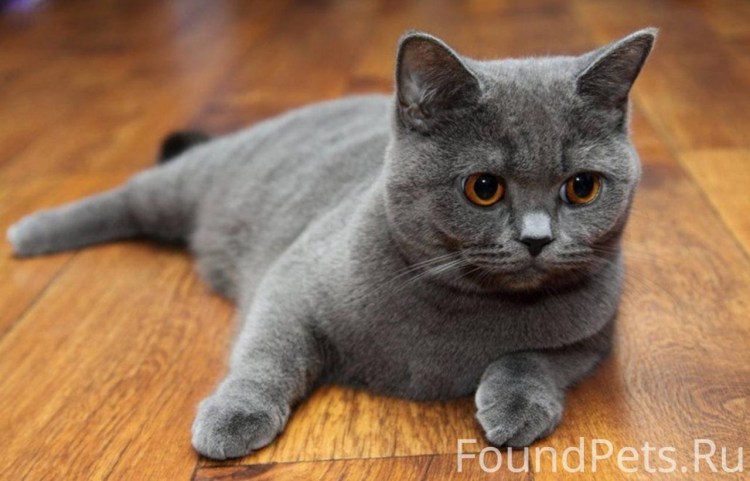Порода кошек Шотландская прямоухая