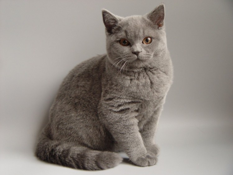Британский кот прямоухий серый