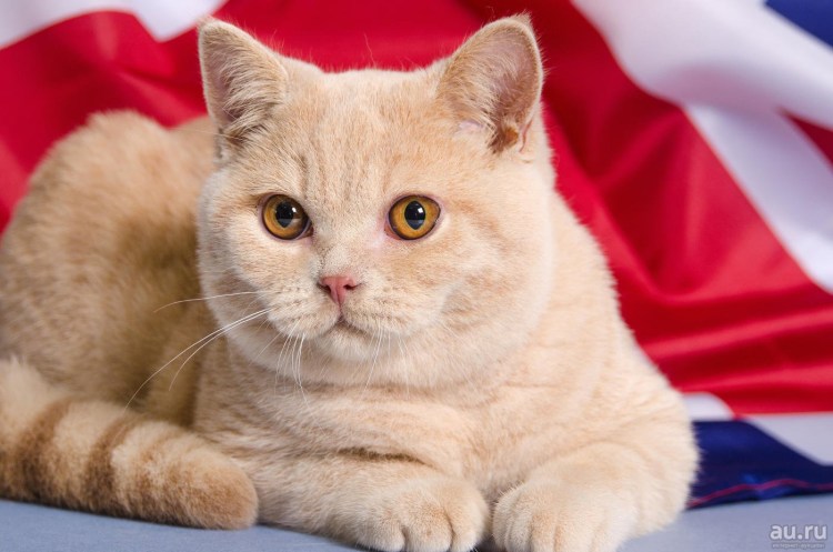 Британская кошка короткошерстная серая