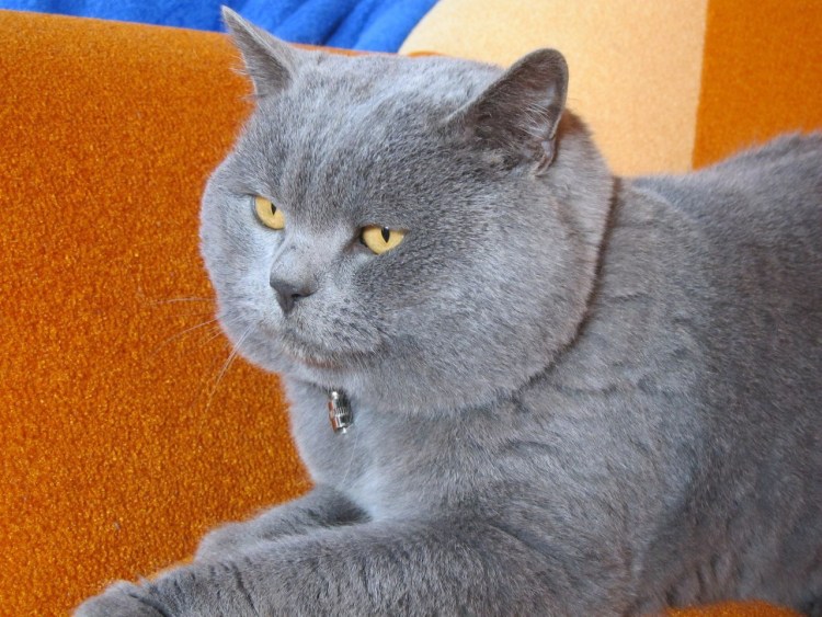 Шотландская скоттиш страйт кошка голубая