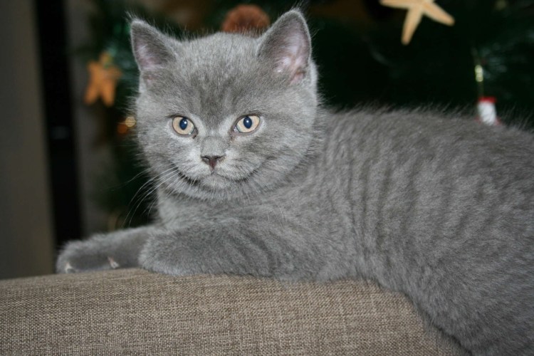 Британский кот прямоухий серый