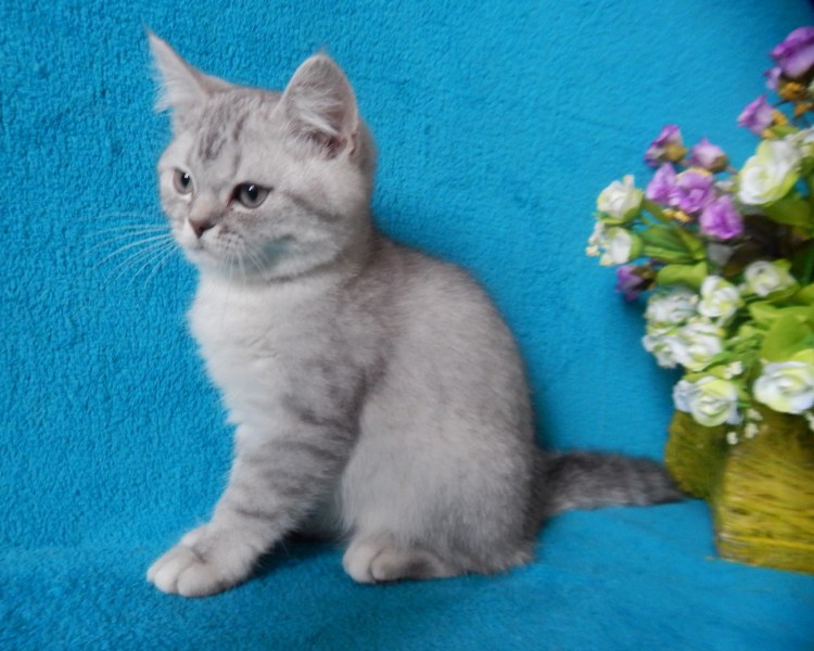 Британская кошка скоттиш страйт