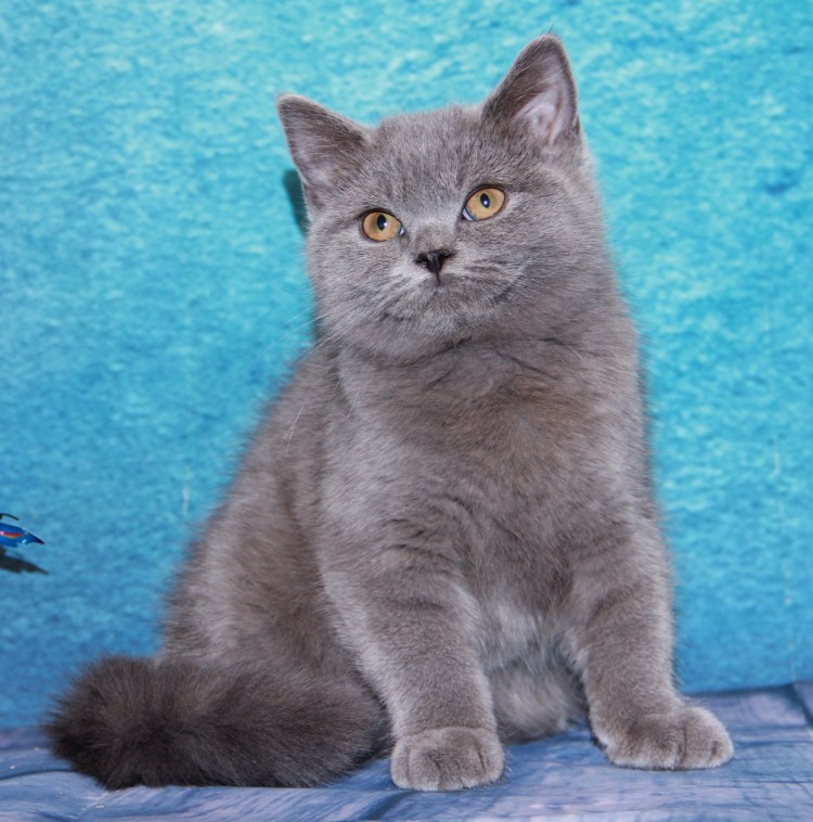 Шотландский кот прямоухий скоттиш