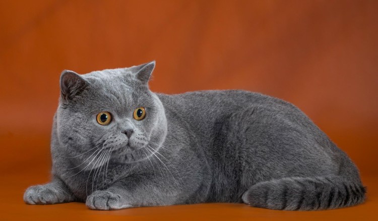 Шотландский скоттиш страйт полосатый