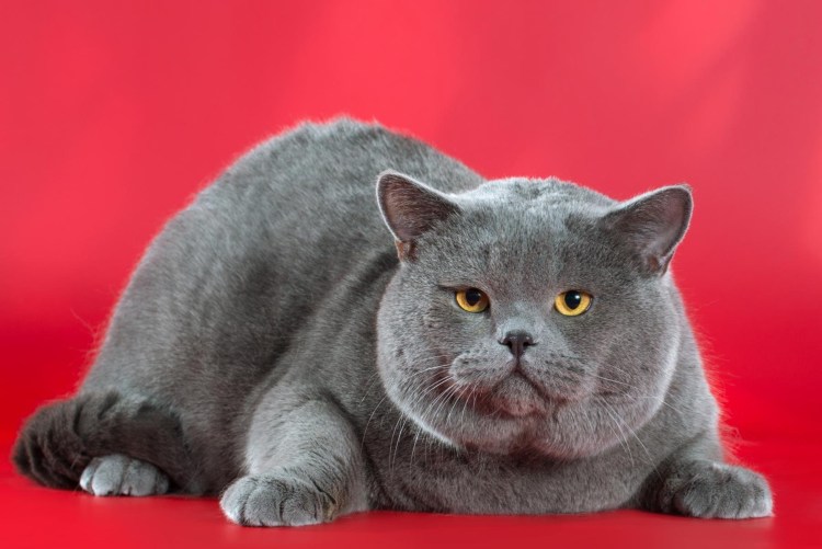 Британский кот прямоухий серый