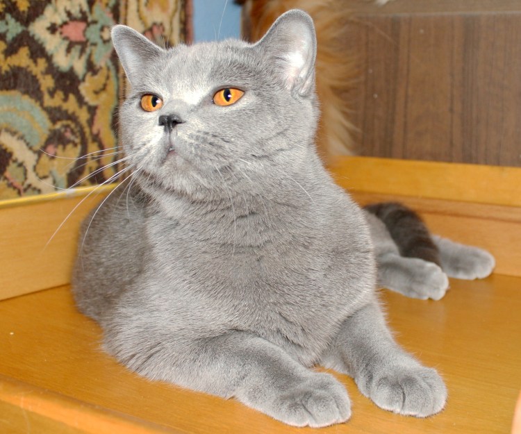 Шотландский скоттиш страйт кремовый