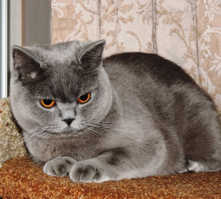 Шотландская голубая кошка прямоухая