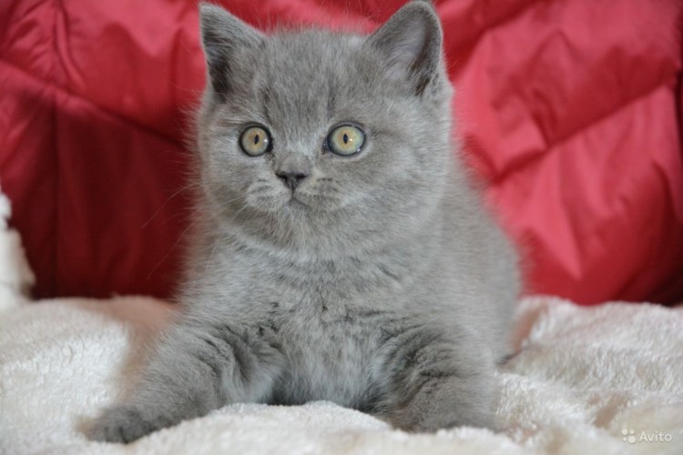 Шотландская скоттиш страйт кошка голубая
