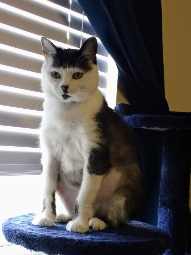 Девушка с котом со спины