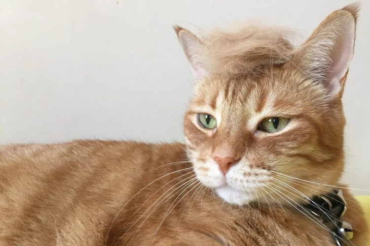 Прически для кошек