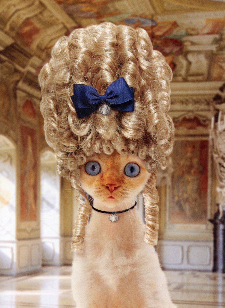 Кот с кудрявыми волосами