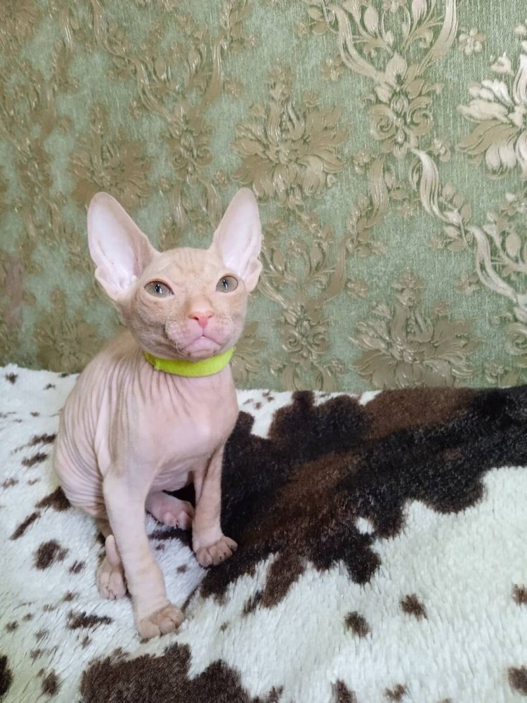 Девушка с кошкой со спины