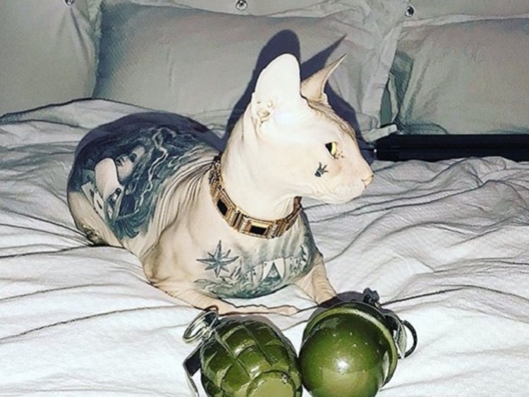 Аниме девушки кошки