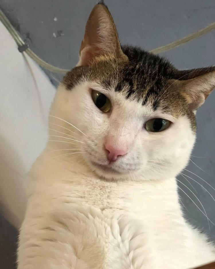 Смешной кот с челкой