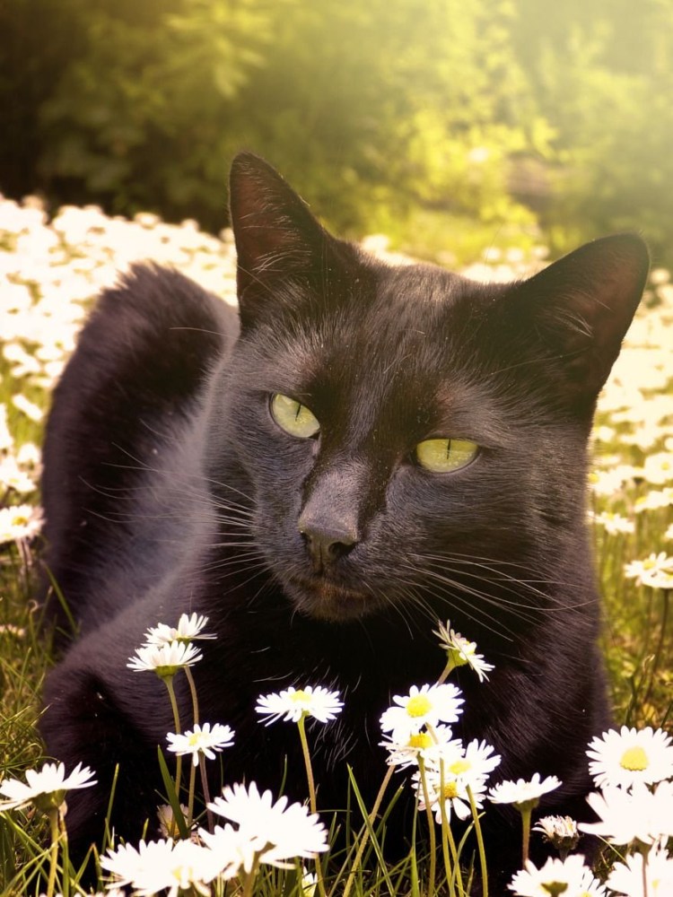 Блондинка с кошкой