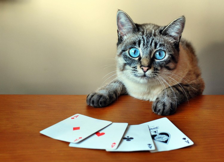 Девушка с котом