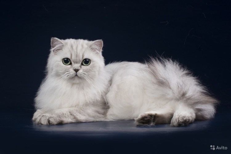 Шотландский хайленд страйт