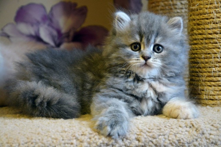 Шотландская вислоухая длинношерстная