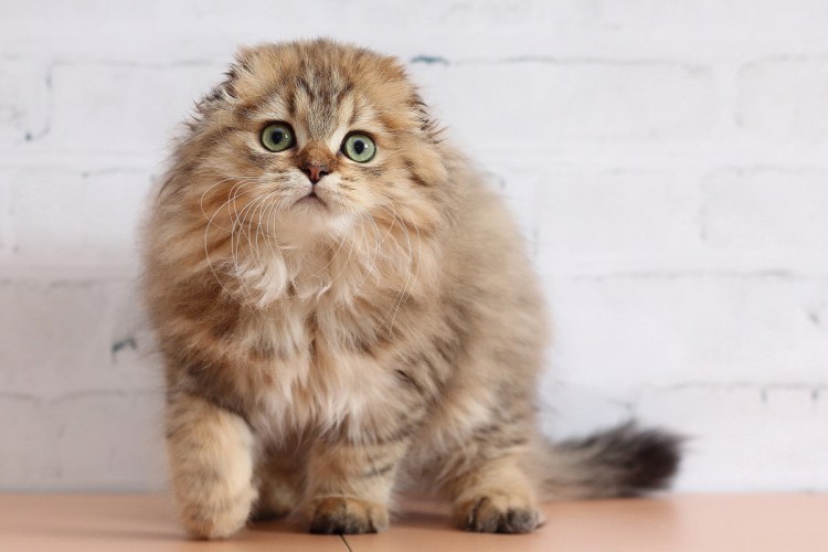 Шотландская вислоухая кошка хайленд фолд