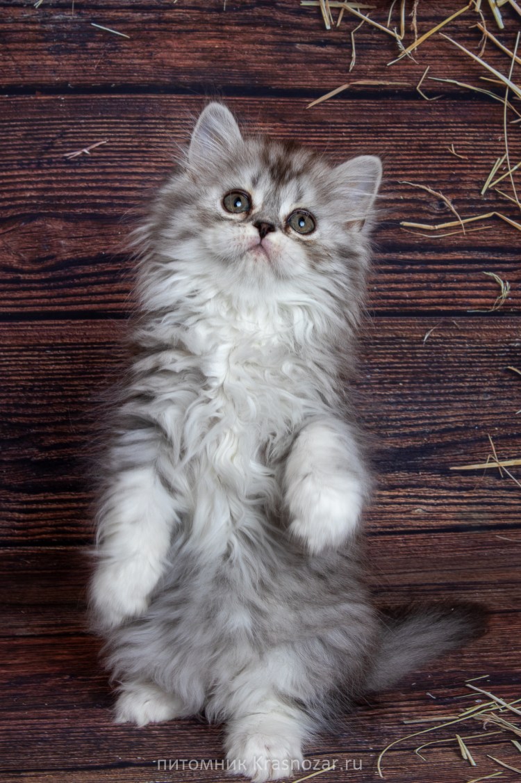 Шотландские котята вислоухие хайленд