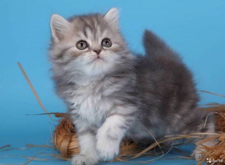 Хайленд-страйт Шотландская вислоухая