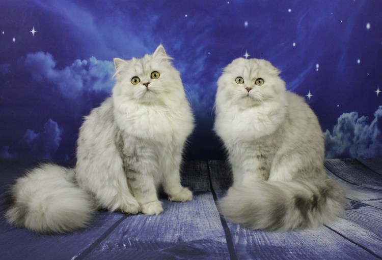 Хайленд скоттиш фолд Шотландская вислоухая кошка