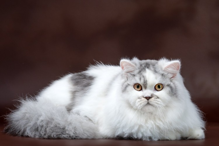 Кот хайленд страйт черный