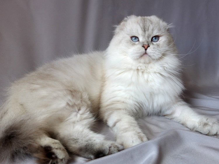 Хайленд страйт котята