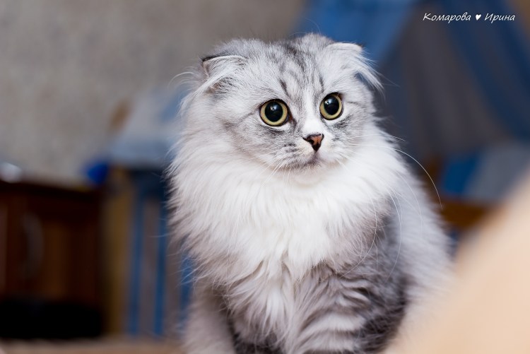 Шотландская кошка хайленд страйт