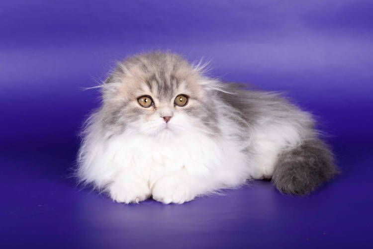 Шотландский хайленд страйт