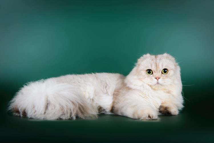 Шотландские котята вислоухие хайленд