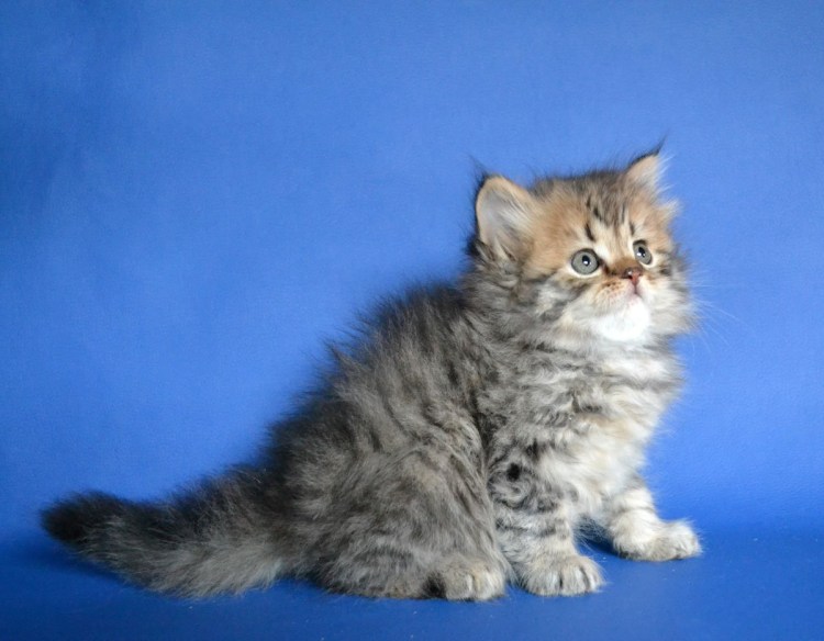 Шотландский хайленд страйт длинношерстный